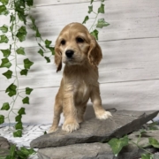 Cockalier F3 Brooke 7 (3)