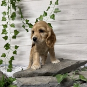 Cockalier F3 Brooke 7 (4)