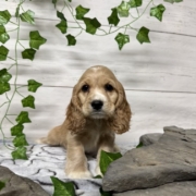 Cockalier M1 Brooke 7 (4)