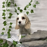 Cockalier M3 Brooke 7 (4)