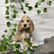 Cockalier M4 Brooke 7 (3)