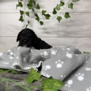 Cockapoo Coconut M3 (1)