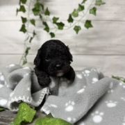 Cockapoo Coconut M3 (2)