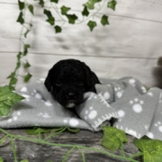 Cockapoo Coconut M3 (3)