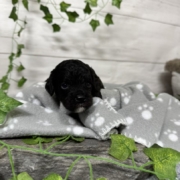 Cockapoo Coconut M3 (4)