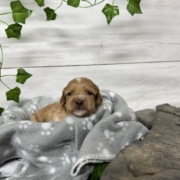 Cockapoo F1 Billie (1)