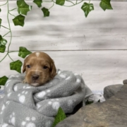 Cockapoo F1 Billie (2)