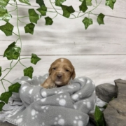 Cockapoo F1 Billie (3)