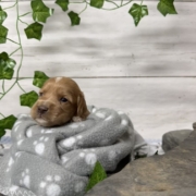 Cockapoo F1 Billie (4)