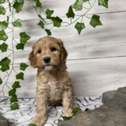 Cockapoo F1 Billie 7 (1)