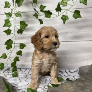 Cockapoo F1 Billie 7 (2)