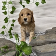 Cockapoo F1 Billie 7 (3)