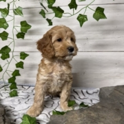 Cockapoo F1 Billie 7 (4)