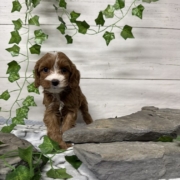 Cockapoo F1 Donalda 7 (1)