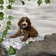 Cockapoo F1 Donalda 7 (2)