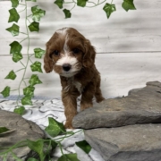 Cockapoo F1 Donalda 7 (3)