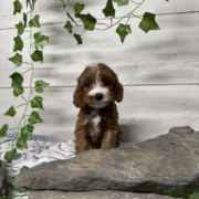 Cockapoo F1 Donalda 7 (4)