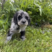Cockapoo F1 Esmeralda 7 (1)
