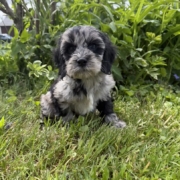 Cockapoo F1 Esmeralda 7 (2)