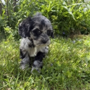 Cockapoo F1 Esmeralda 7 (3)