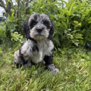Cockapoo F1 Esmeralda 7 (4)
