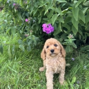 Cockapoo F1 Piper 7 (1)