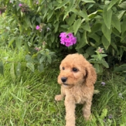 Cockapoo F1 Piper 7 (2)