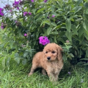 Cockapoo F1 Piper 7 (3)