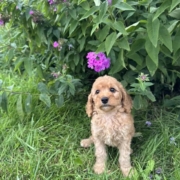 Cockapoo F1 Piper 7 (4)
