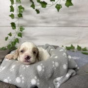 Cockapoo F1 Tesla (1)