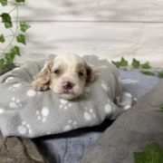 Cockapoo F1 Tesla (3)