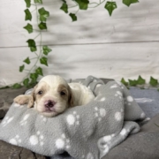 Cockapoo F1 Tesla (4)