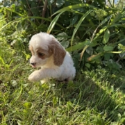Cockapoo F1 Tesla 7 (1)