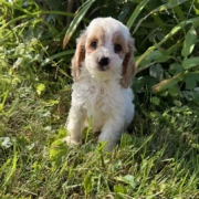 Cockapoo F1 Tesla 7 (2)