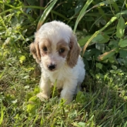 Cockapoo F1 Tesla 7 (3)