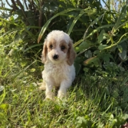 Cockapoo F1 Tesla 7 (4)