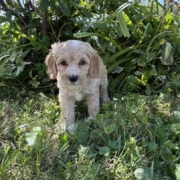 Cockapoo F1 Winnie 7 (1)