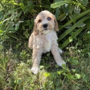 Cockapoo F1 Winnie 7 (2)