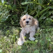 Cockapoo F1 Winnie 7 (3)