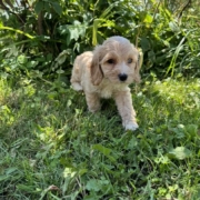 Cockapoo F1 Winnie 7 (4)