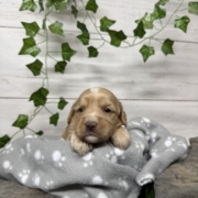Cockapoo F2 Billie (1)