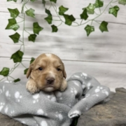 Cockapoo F2 Billie (2)