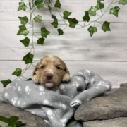 Cockapoo F2 Billie (3)