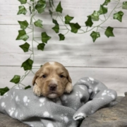 Cockapoo F2 Billie (4)