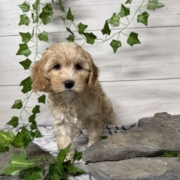 Cockapoo F2 Billie 7 (1)