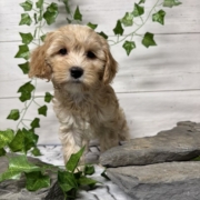 Cockapoo F2 Billie 7 (2)