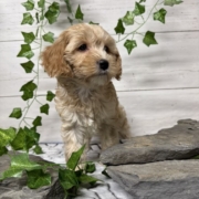 Cockapoo F2 Billie 7 (3)