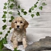 Cockapoo F2 Billie 7 (4)