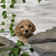 Cockapoo F2 Donalda 7 (1)