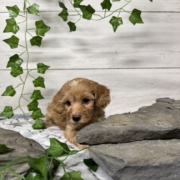 Cockapoo F2 Donalda 7 (2)